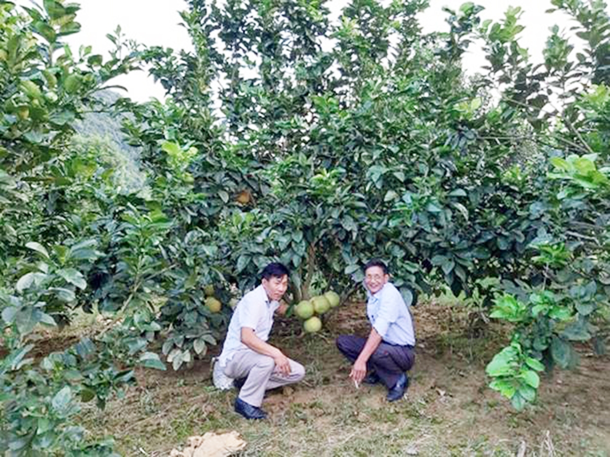 Bưởi da xanh cho giá trị cao trên đồng đất Đông Sơn (Ảnh TL).