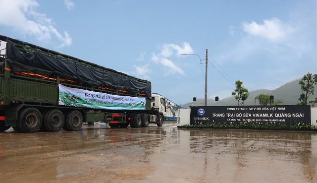 Cơn mưa trái mùa không gây nhiều trở ngại mà ngược lại làm dịu cái nắng nóng của miền Trung những ngày qua, giúp đàn bò sữa cảm thấy dễ chịu hơn.