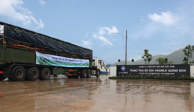 Cơn mưa trái mùa không gây nhiều trở ngại mà ngược lại làm dịu cái nắng nóng của miền Trung những ngày qua, giúp đàn bò sữa cảm thấy dễ chịu hơn.