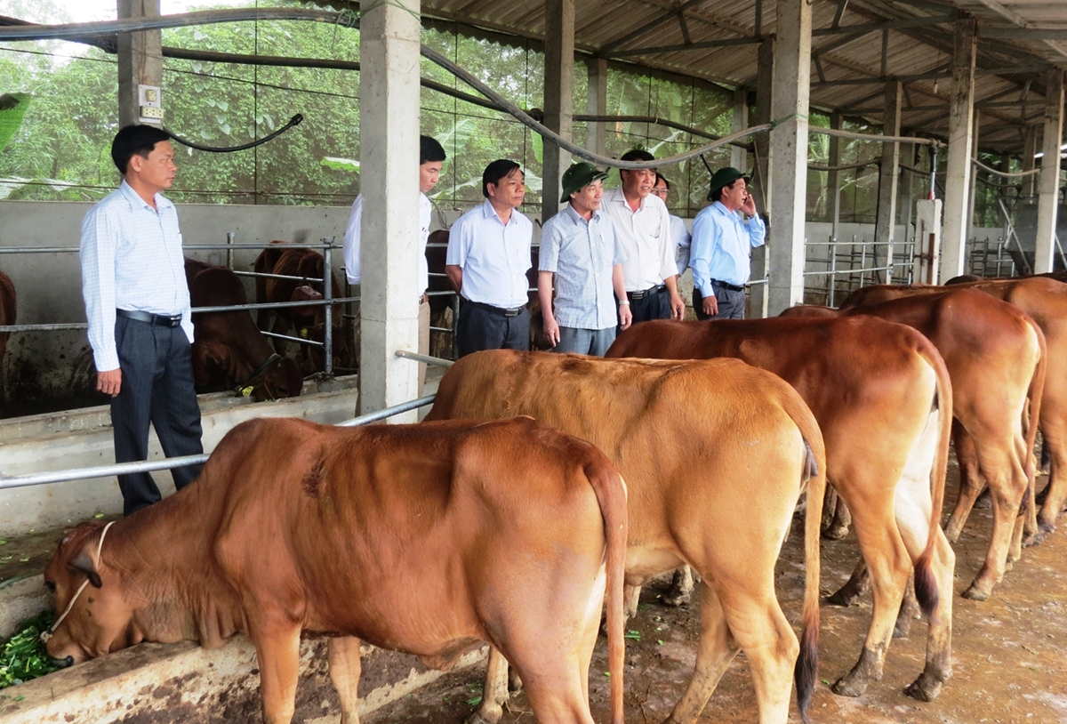 Các mô hình chăn nuôi an toàn sinh học sẽ tiếp tục được chú trọng đầu tư (Ảnh TL).