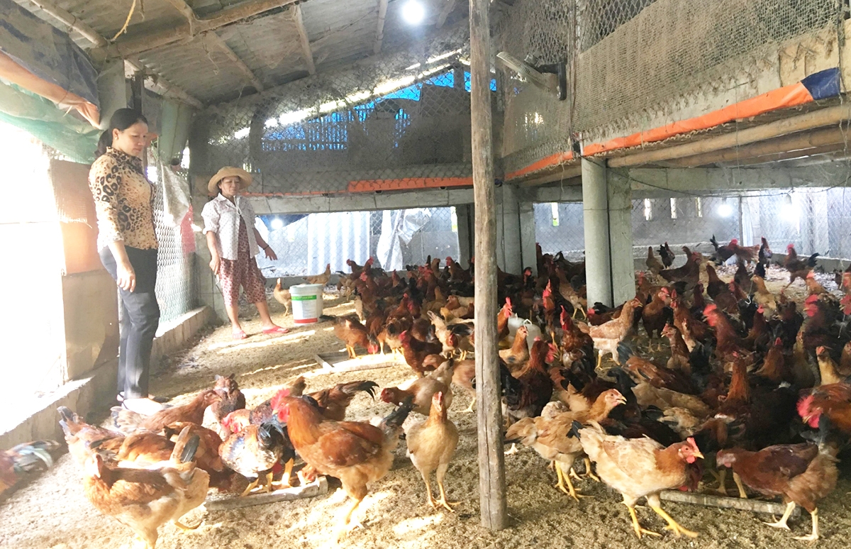 Chăn nuôi an toàn sinh học mang lại nhiều lợi thế (Ảnh TL).