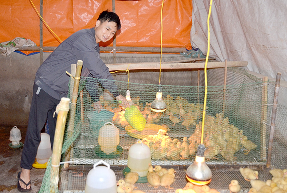 Chăn nuôi hữu cơ cho giá trị kinh tế cao hơn (Ảnh TL).