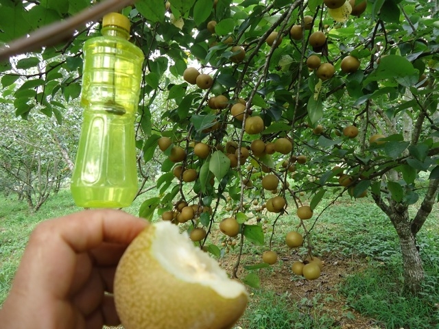 Trồng lê an toàn giúp khẳng định giá trị của loại cây này trên đất Lùng Thẩn.