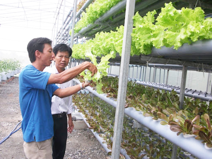 Các HTX đang khẳng định dấu ấn trong trồng rau công nghệ cao ở Cần Giuộc (Ảnh TL).
