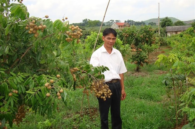 Áp dụng khoa học kỹ thuật giúp các loại cây ăn quả phát huy giá trị trên diện tích đất dốc.