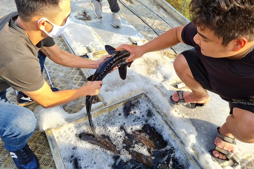 Nghề nuôi cá tầm trong nước đang gặp nhiều khó khăn do cạnh tranh khốc liệt với cá nhập lậu.