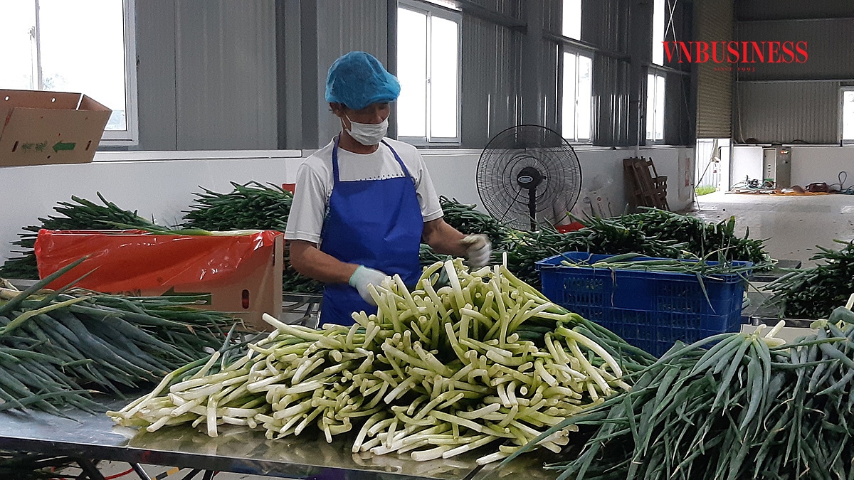 Những cây hành sau khi thu hái đang được công nhân sơ chế.