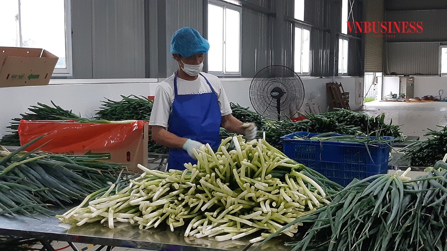 Những cây hành sau khi thu hái đang được công nhân sơ chế.