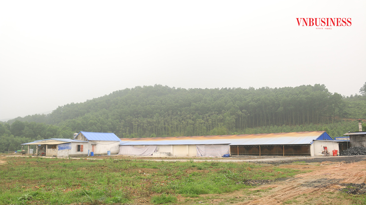 Diện tích trại gà rộng hơn 1ha, bao quanh là rừng cây.