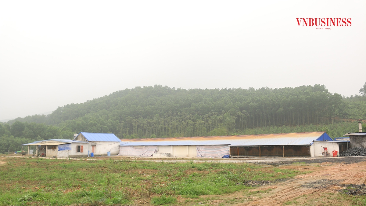 Diện tích trại gà rộng hơn 1ha, bao quanh là rừng cây.