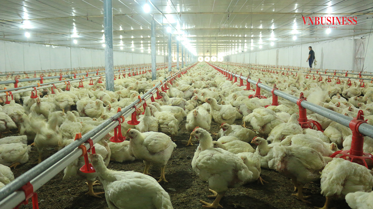 Trại nuôi gà gia công của anh Đào Xuân Thạch, TP. Sông Công tỉnh Thái Nguyên.