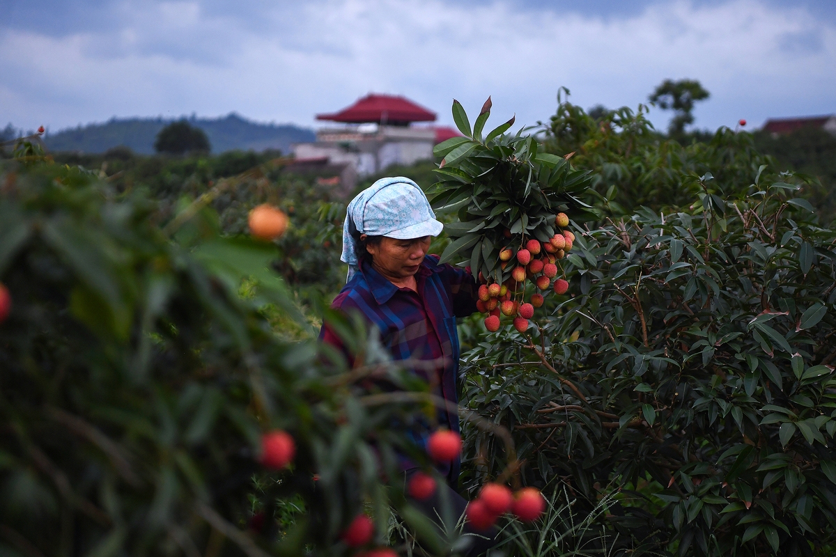 Bên cạnh thuận lợi, vẫn còn tồn tại những điểm nghẽn cần giải quyết để phát triển kinh tế huyện Lục Ngạn.