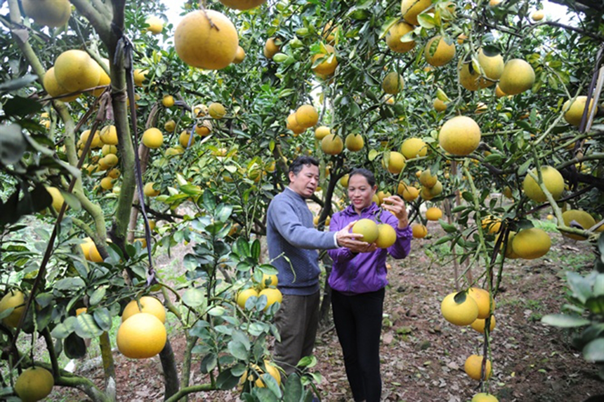 Các chính sách hỗ trợ kịp thời là điểm tựa giúp người dân tộc thiểu số vươn lên.