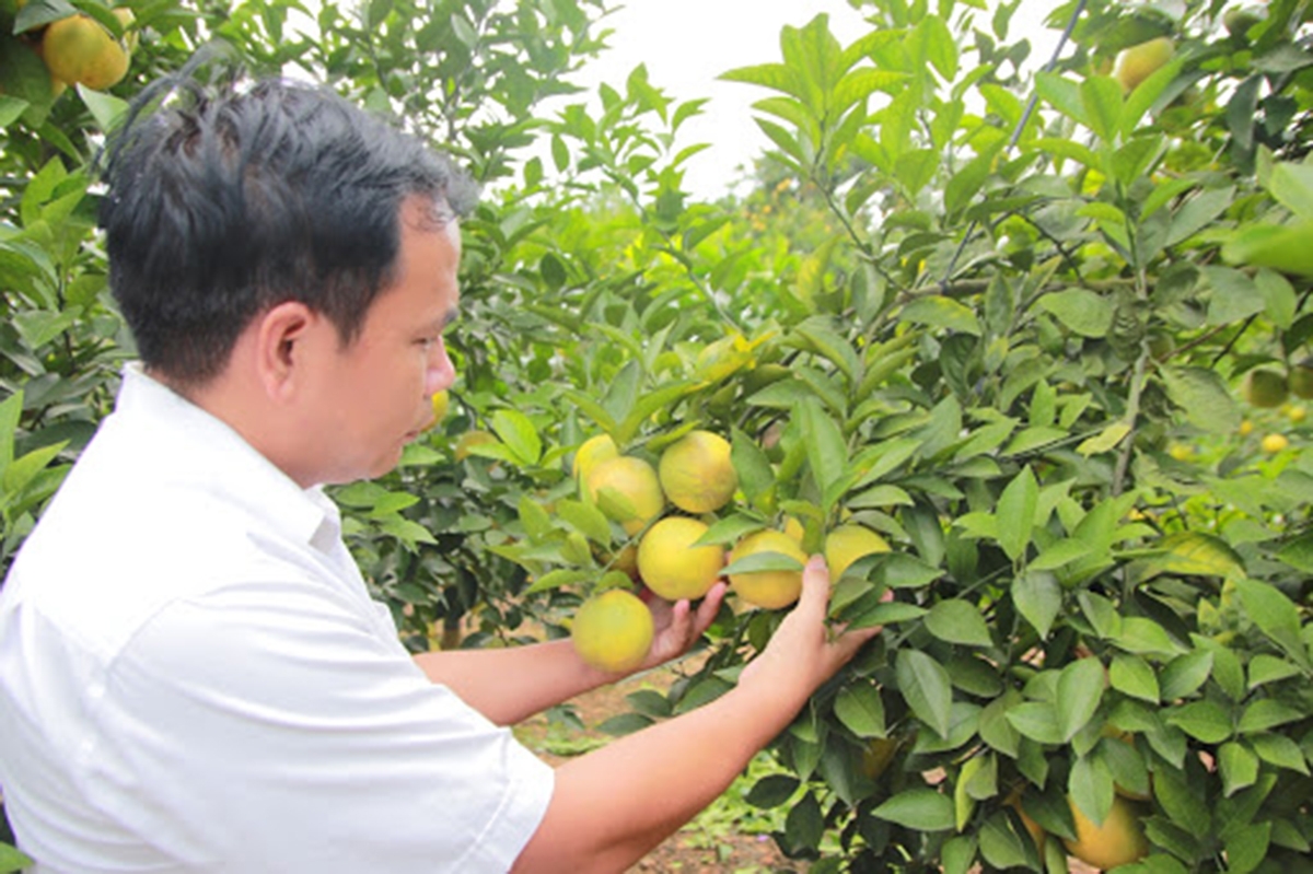 Sự đồng hành của các HTX giúp tăng giá trị sản xuất cho người dân tộc ở Lục Ngạn.