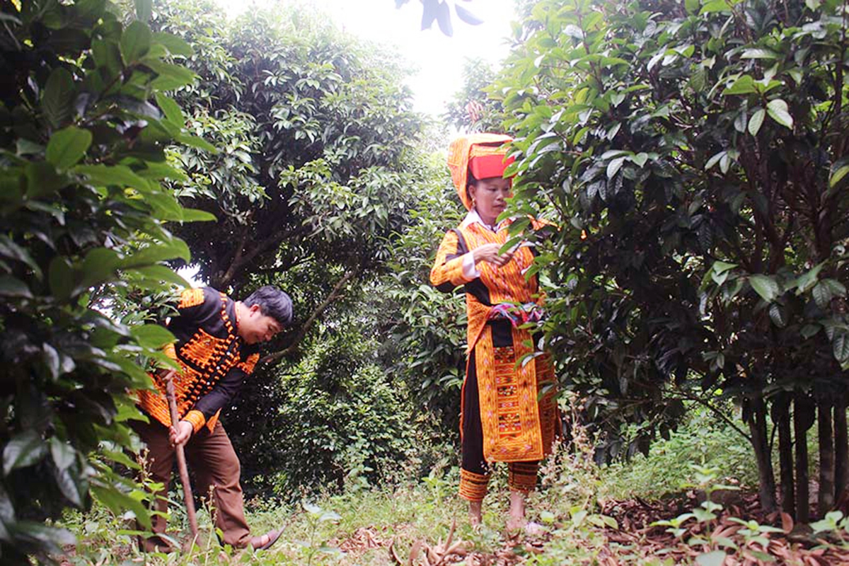 Vợ chồng anh Đặng Văn Hương, dân tộc Dao, chăm sóc vườn trà hoa vàng.