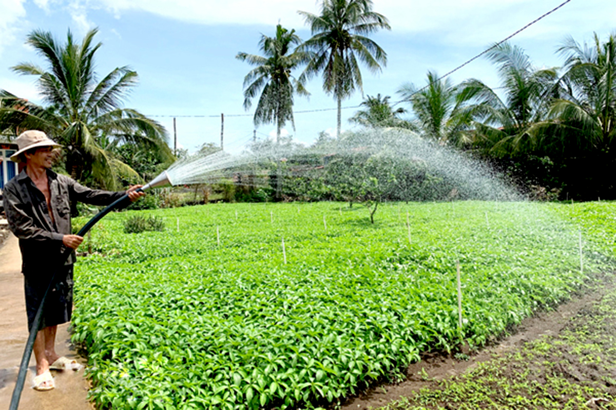 Nhờ chuỗi liên kết, HTX đưa sản phẩm đi xa hơn (Ảnh Int).