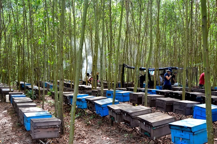 Rừng là môi trường hoàn hảo để phát triển nghề nuôi ong sinh thái.