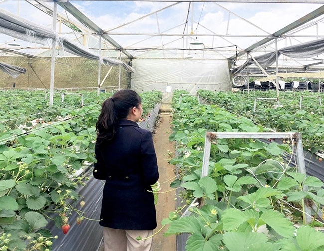 Đến thời điểm nhất định, lưới nhà màng sẽ được thu gọn một thời gian để bảo đảm sự phát triển của cây dâu tây.