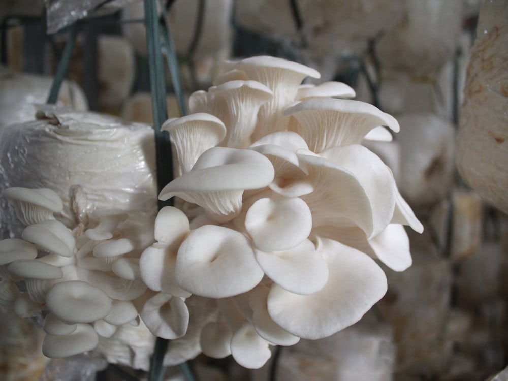 Chất lượng là chìa khóa tạo sức hút cho nấm Bàu Bàng (Ảnh TL).