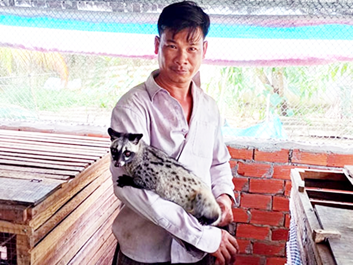 Mô hình nuôi chồn sẽ tiếp tục được hỗ trợ theo hướng trang trại, an toàn sinh thái (Ảnh TL).