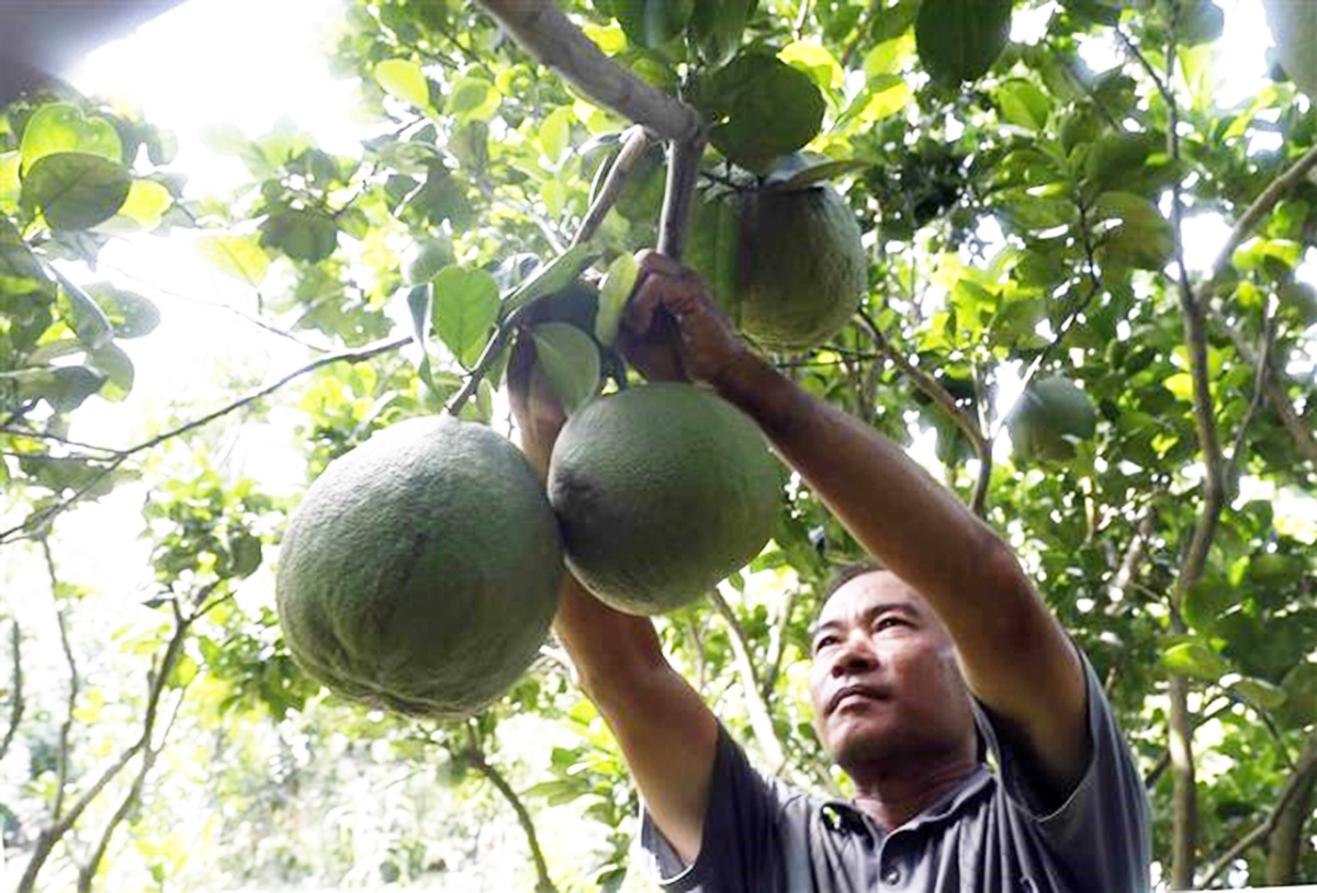 Giá trị trồng trọt ở Tam Điệp đang được nâng lên nhờ sản xuất sạch (Ảnh TL).