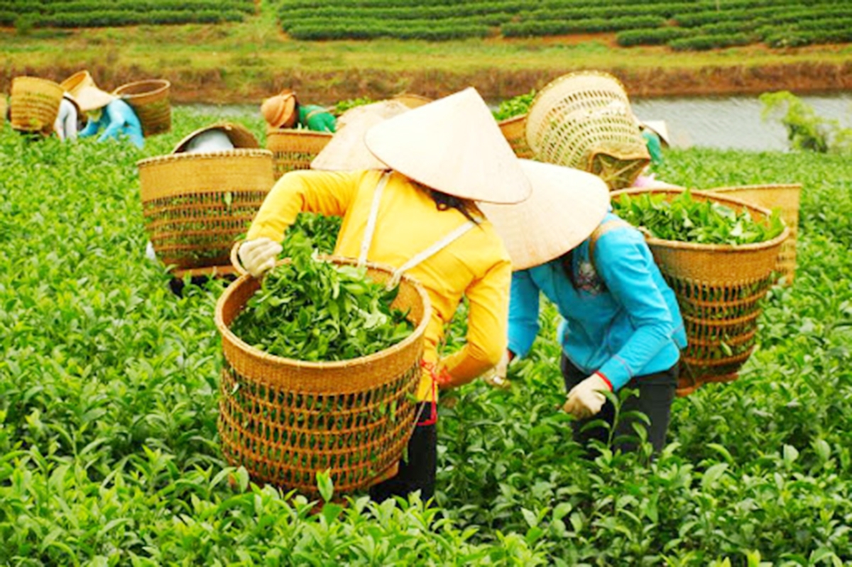 Tam Điệp sẽ đẩy mạnh phát triển ngành trồng trọt theo hướng hiện đại (Ảnh TL).