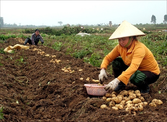 Người dân thu hoạch khoai tây để cung cấp cho doanh nghiệp.