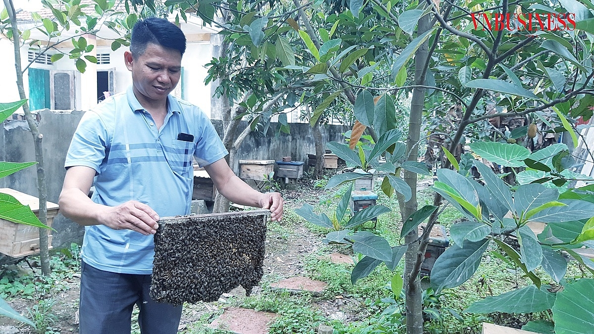 Hơn 650ha rừng ngập mặn của xã Đại Hợp cho hoa gần như quanh năm (10/12 tháng) là nguồn thức ăn dồi dào cho đàn ong.