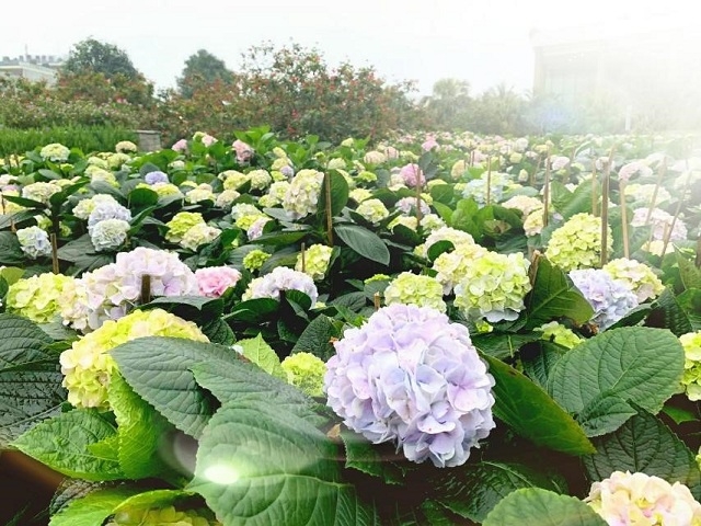 Cận cảnh một thảm hoa cẩm tú cầu đang được thiết kế tại Lễ hội hoa Sầm Sơn