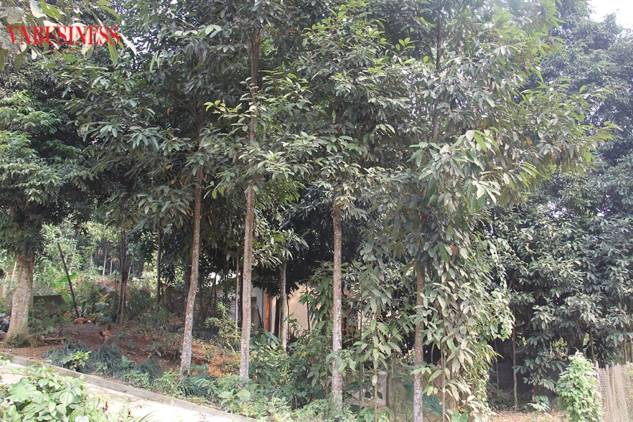 Vườn quế của HTX 6/12 luôn được cắt tỉa, chăm sóc để đảm bảo hiệu quả cao nhất.