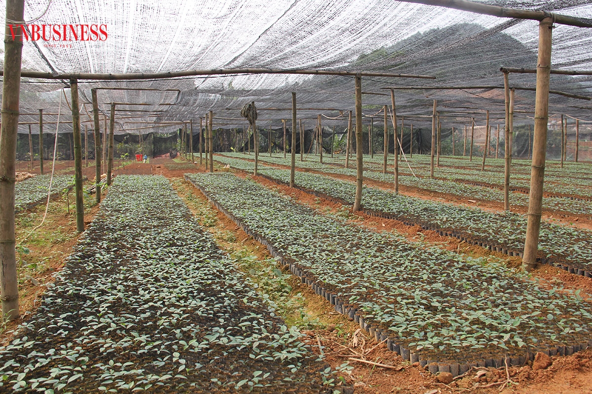 Không chỉ thu hoạch quế, HTX 6/12 còn ươm, chăm sóc quế non để trồng vào diện tích đã khai thác.