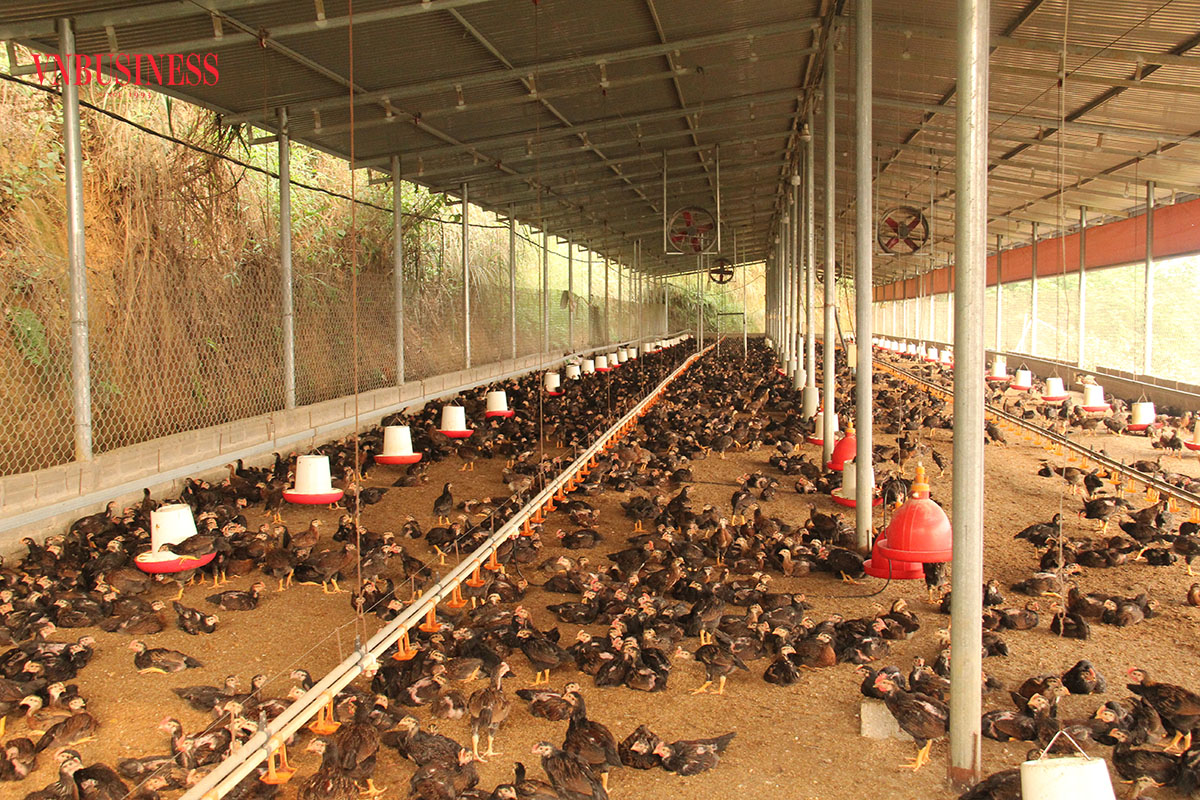 Trang trại gà Mông của HTX chăn nuôi và dịch vụ nông nghiệp MQ.