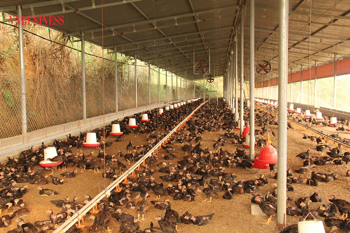 Trang trại gà Mông của HTX chăn nuôi và dịch vụ nông nghiệp MQ.