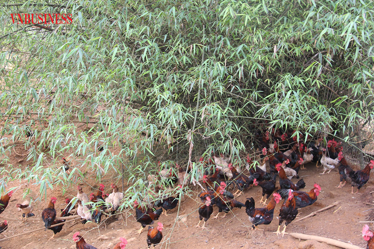 Sau thời gian nuôi nhốt, gà của HTX MQ được thả trên đồi để đảm bảo chất lượng và tiêu chuẩn VietGAP.