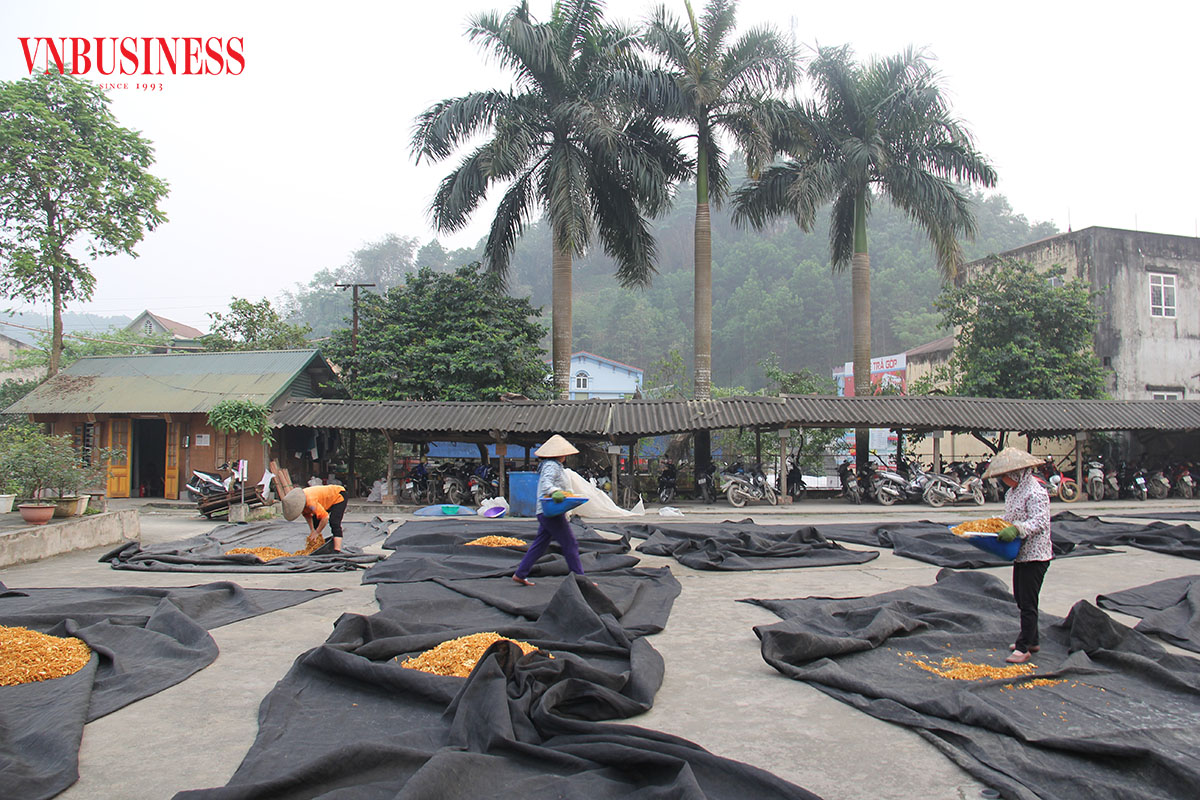 Người lao động của Công ty cổ phần Yên Thành đang thu gom măng khô để sơ chế chuẩn bị xuất khẩu sang Nhật.