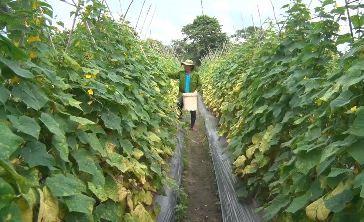 Đổi mới sản xuất giúp người nông dân nâng cao giá trị nông sản (Ảnh TL).