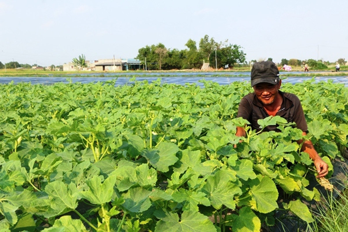 Mô hình trồng rau có ứng dụng công nghệ cao sẽ tiếp tục được thúc đẩy ở Đức Hòa (Ảnh TL).