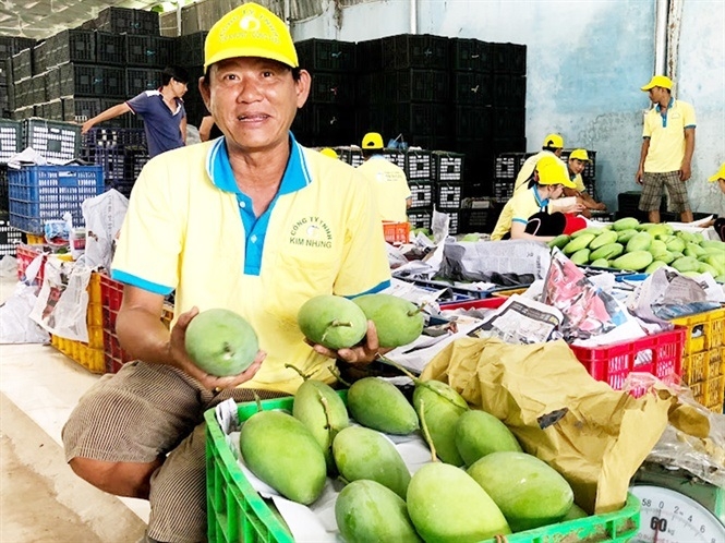 Tuân thủ quy trình sản xuất giúp trái xoài đủ điều kiện xuất khẩu.