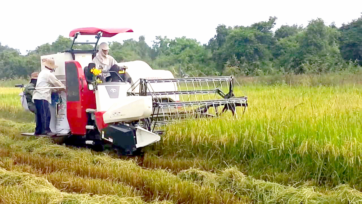 Lĩnh vực trồng trọt của huyện Hạ Hòa đang có những chuyển biến tích cực (Ảnh TL).