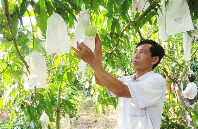 Bao trái xoài là một trong những kỹ thuật sản xuất hiệu qủa của quy trình sản xuất VietGAP.