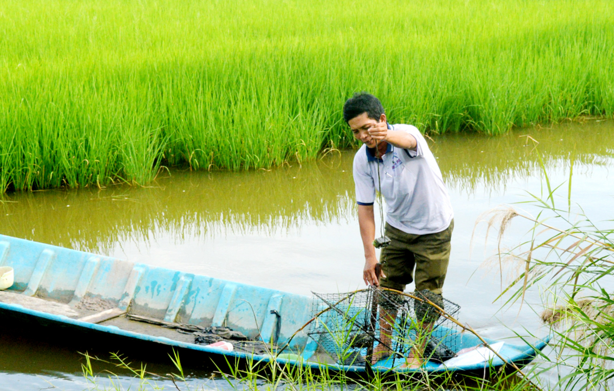 Mô hình tôm - lúa có nhiều ưu điểm vượt trội trong bối cảnh biến đổi khí hậu (Ảnh TL).