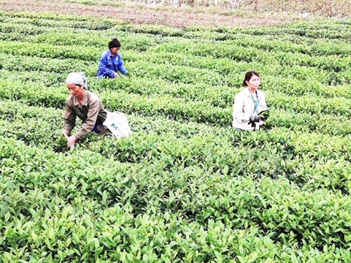 Huyện sẽ chú trọng xây dựng chuỗi giá trị để nâng cao hiệu quả cho người dân (Ảnh TL).