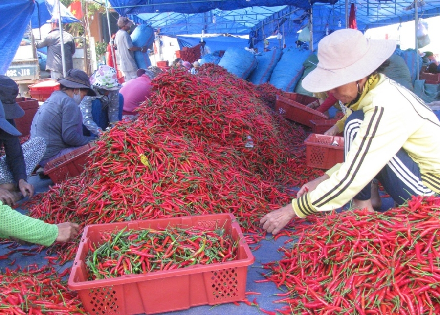 Giá ớt giảm không phanh vì phụ thuộc nhiều vào thị trường Trung Quốc làm cho nông dân huyện Phù Mỹ (Bình Định) điêu đứng.