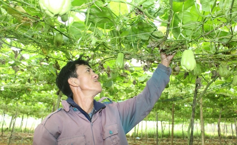 Trồng su su an toàn giúp người dân nâng cao thu nhập.