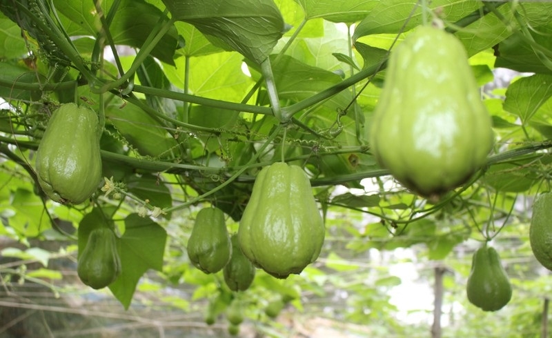 Su su thích hợp trồng ở Sapa nên có chất lượng không thua kém su su Tam Đảo.