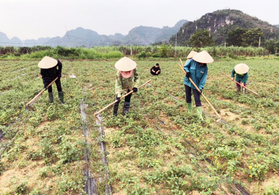Huyện sẽ tiếp tục hoàn thiện sản xuất, nâng cao thương hiệu cho sản phẩm cà gai leo (Ảnh TL).