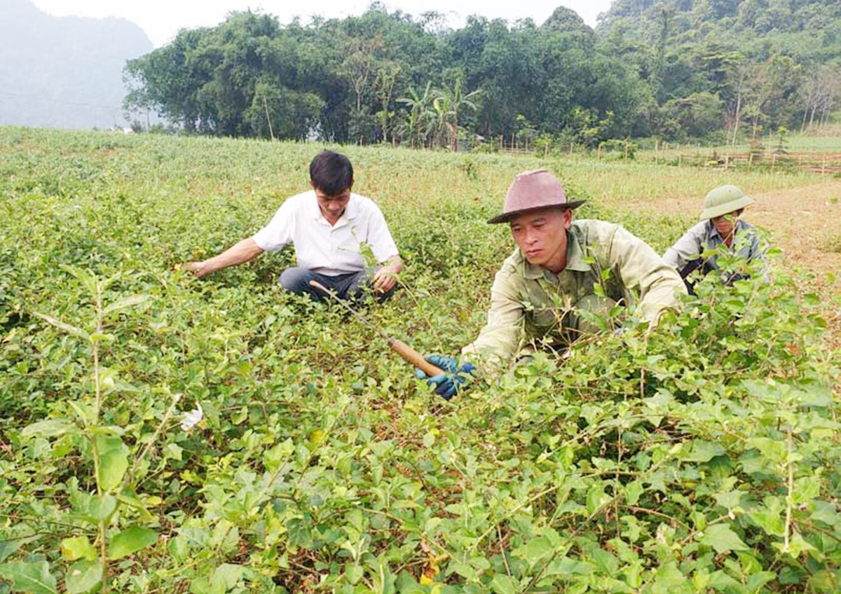 Trồng cà gai leo cho hiệu quả cao ở Yên Thủy (Ảnh TL).