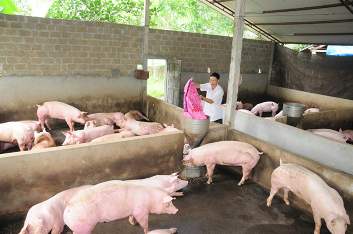 Hoạt động chăn nuôi trên địa bàn xã Tú Thịnh có nhiều khởi sắc (Ảnh TL).