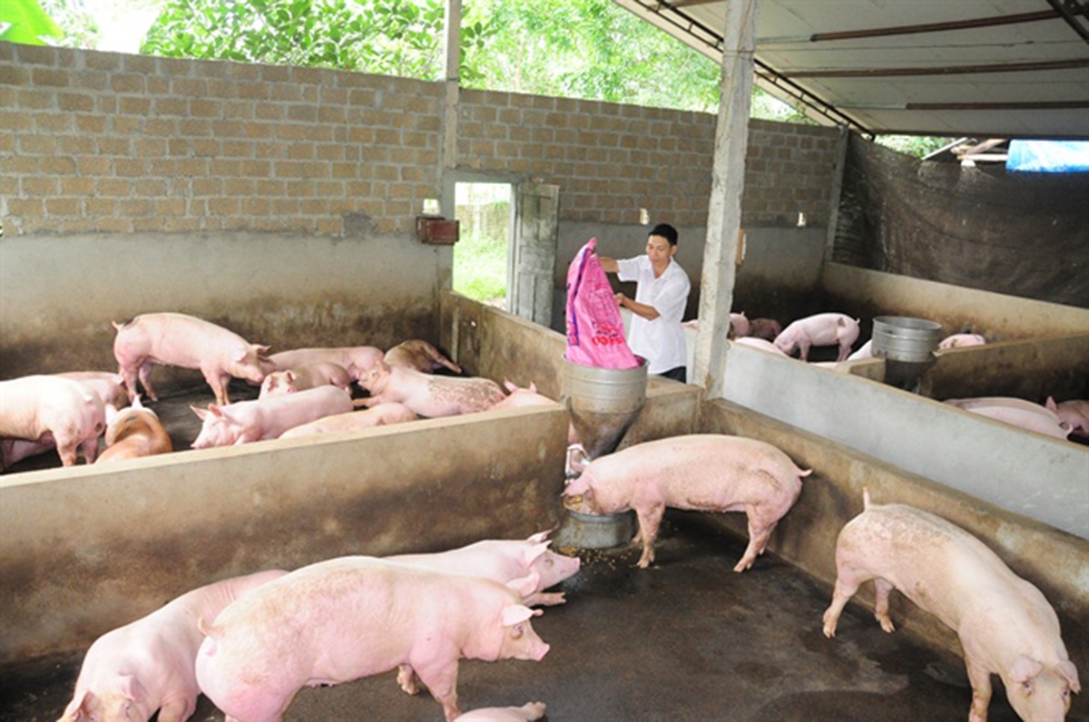 Hoạt động chăn nuôi trên địa bàn xã Tú Thịnh có nhiều khởi sắc (Ảnh TL).