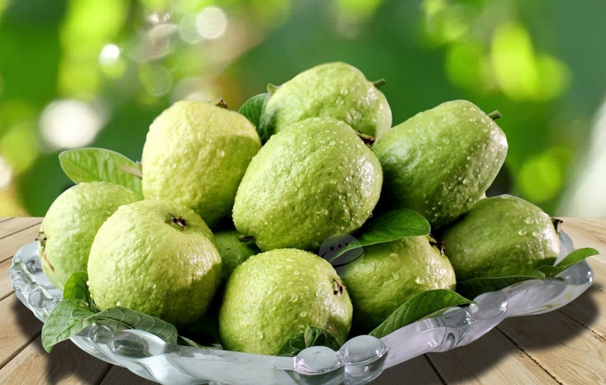 Nhờ chất lượng cao, ổi Khánh Thành có thị trường ổn định (Ảnh TL).